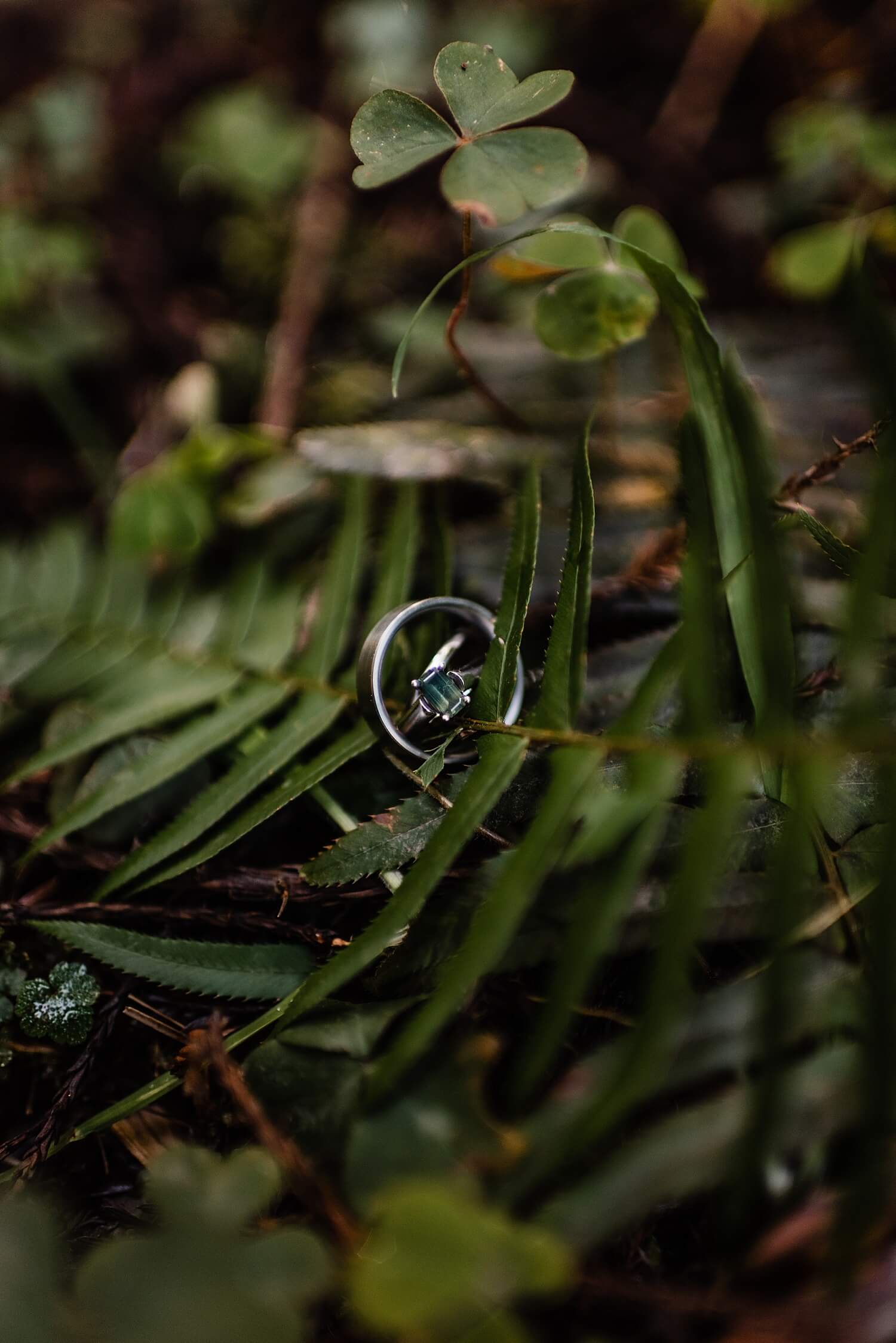 S Photography,avenue of the giants,california,elope,elopement,intimate wedding,jedediah smith,national park,norcal,prairie creek,redwoods,small wedding,state park,