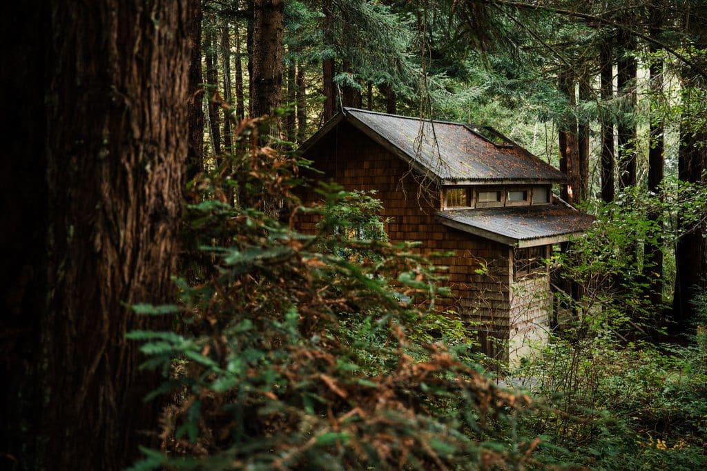 Redwoods Lantern Elopement Sequoia Park Zoo Skywalk Elopement 5 1024x683
