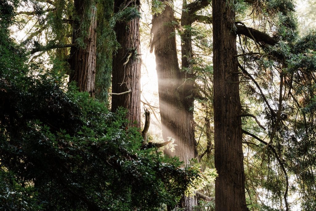 Redwoods Lantern Elopement Sequoia Park Zoo Skywalk Elopement 50 1024x683