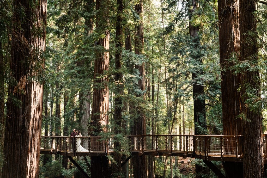 Redwoods Lantern Elopement Sequoia Park Zoo Skywalk Elopement 57 1024x683