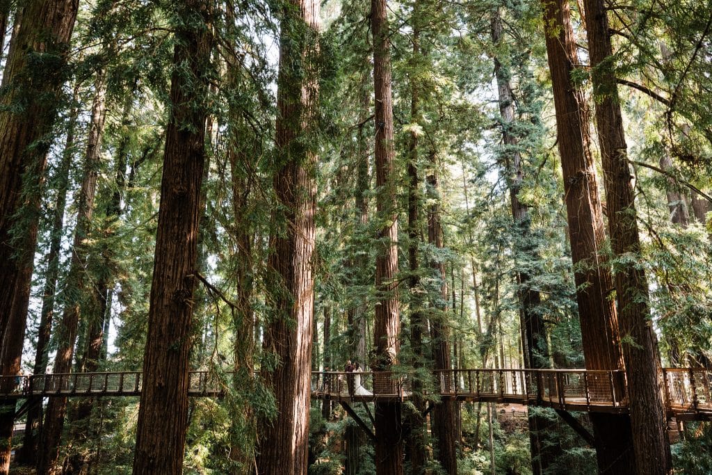 Redwoods Lantern Elopement Sequoia Park Zoo Skywalk Elopement 58 1024x683