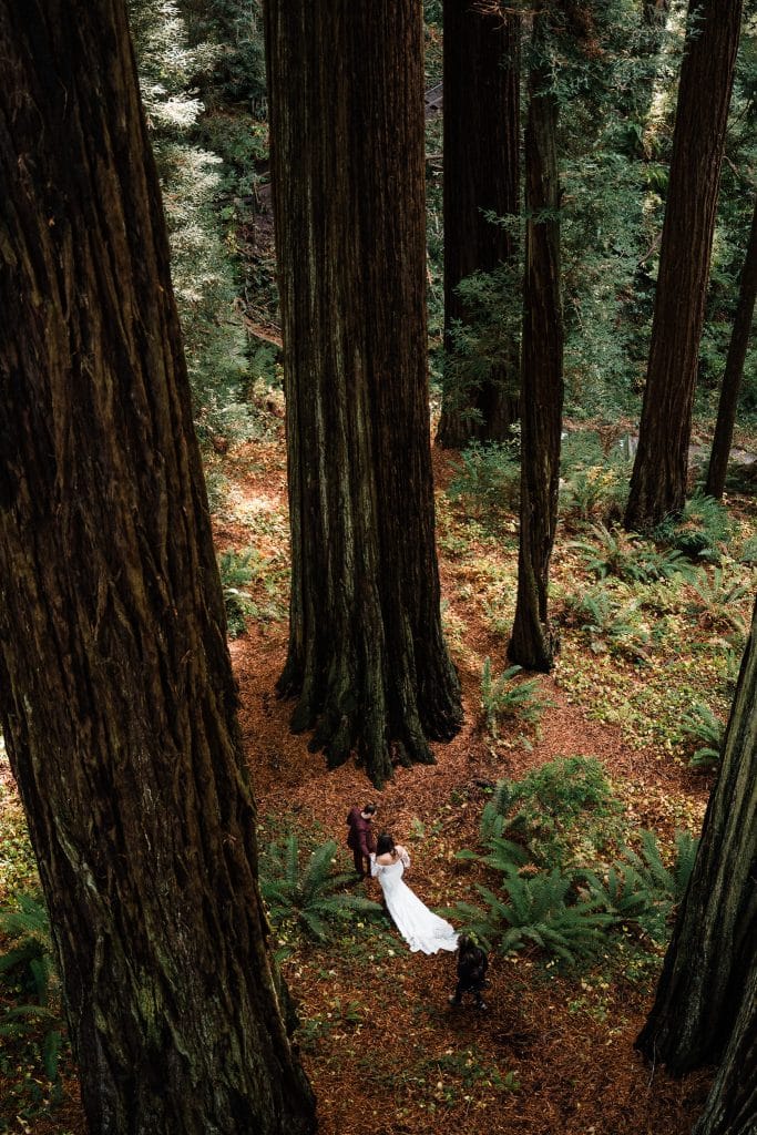 Redwoods Lantern Elopement Sequoia Park Zoo Skywalk Elopement 61 683x1024