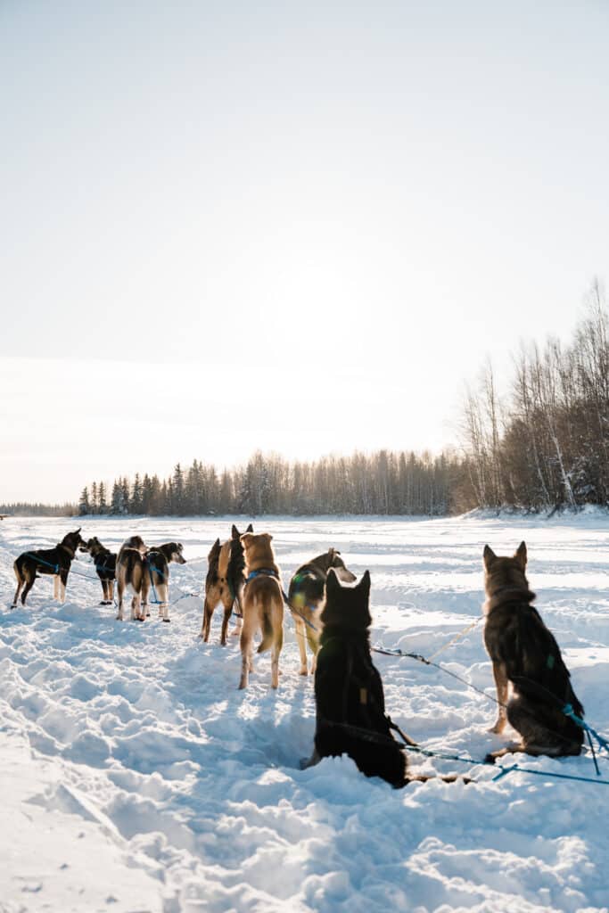 Winter Fairbanks Alaska Elopement Highlights WEB 83 683x1024